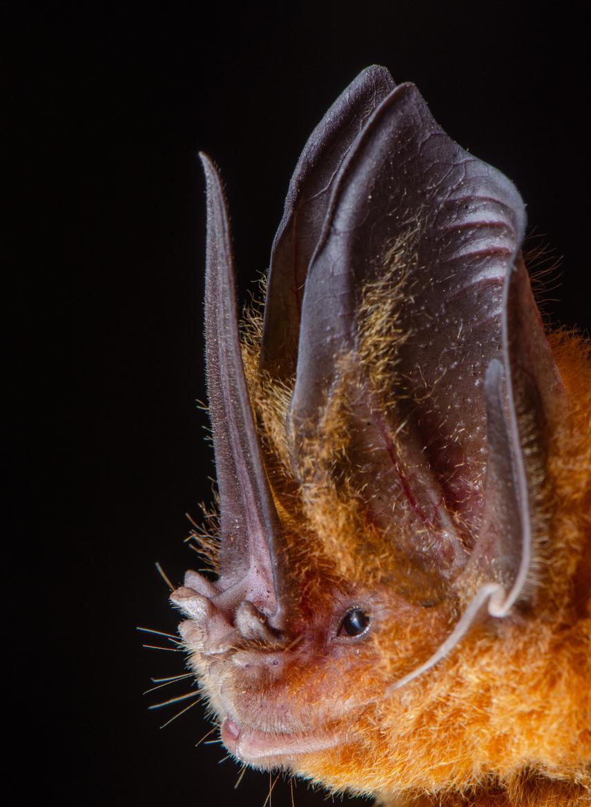 Common Sword-nosed Bat.