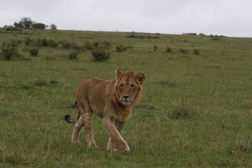 A young male lion (Panthera leo) in Kenya. © EK Madsen