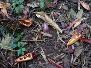 Seeds of Araucaria angustifolia eaten by mammals.