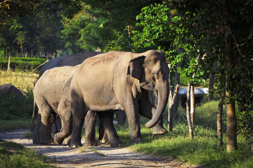 Elephants in tea estate. © Sayan Banerjee.