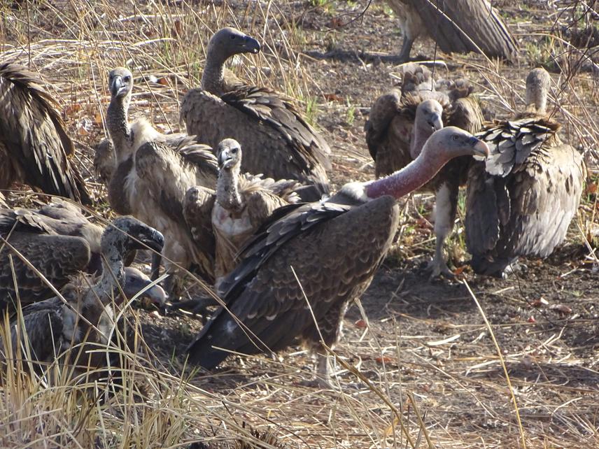 White-backed and Rüppell's Vultures.