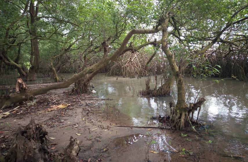 Degraded Mangrove Ecosystem at Djegbadji. © Aliou Fousseni.
