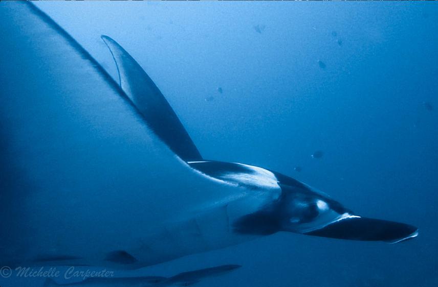 Oceanic manta ray. © Michelle Carpenter.