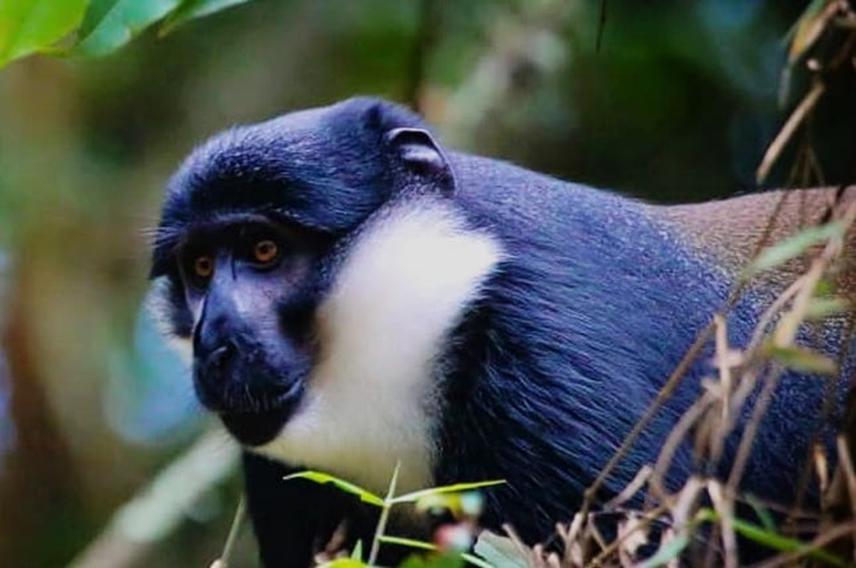 L'Hoest's Monkey in main magombe wetland. © Ronald T.