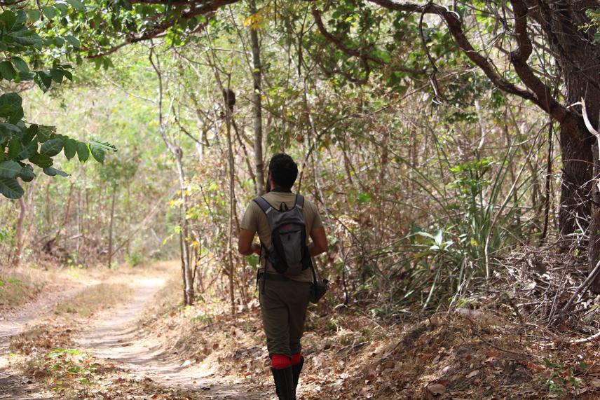 Project coordinator (Robério Freire-Filho) carrying out linear transects on trails to find howler monkeys.  © Thabata Cavalcante.