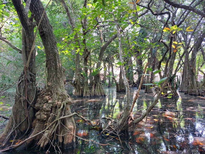 Freshwater swamp dominated by Annona glabra in La Mancha and Llano Ramsar Site. © Edgar Abel Sánchez García.