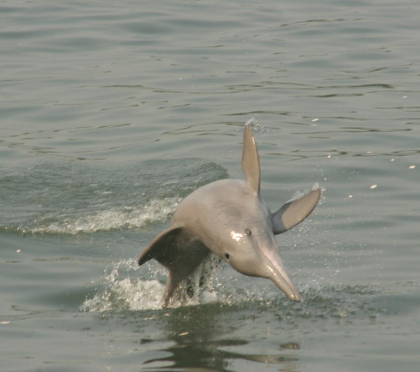 Humpback dolphins are easily identified by a conspicuous hump on their back, from where the dorsal fin protrudes backwards. They are often seen chasing fish and foraging very close to the coast in India. © Dipani Sutaria.