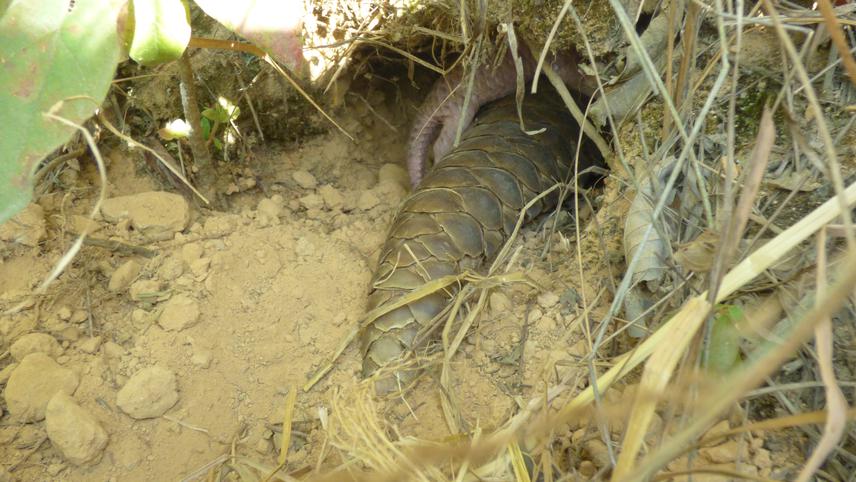 Chinese Pangolin with its baby pangopub entering inside self-dug burrow during release in the natural habitat. © Prativa Kaspal.