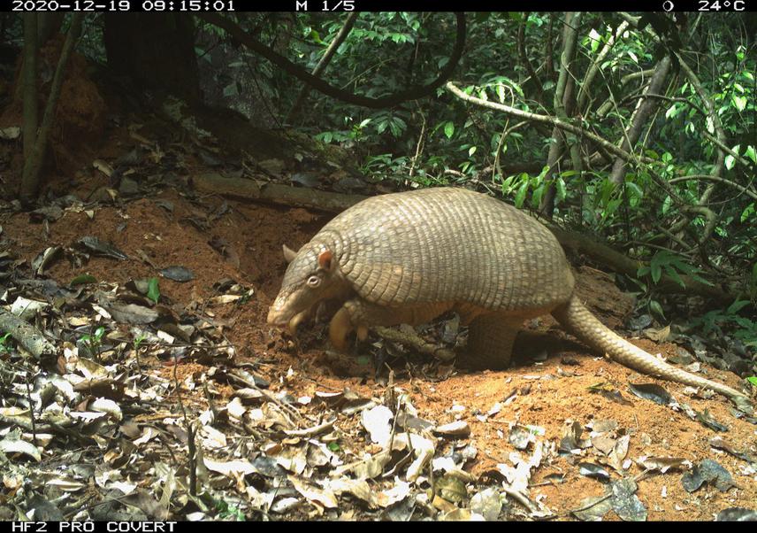 Camera trap of a giant armadillo in the Rio Doce State Park. © ICAS.
