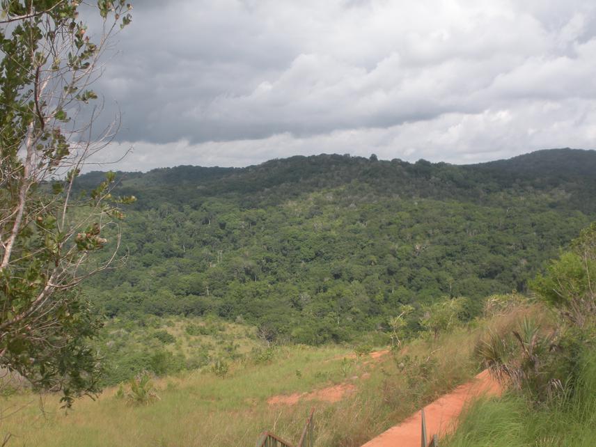 Image of Shimba Hills forest showing the forest and grassland habitat. © Beryl Bwong.