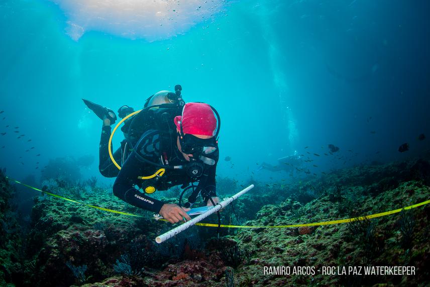 During underwater surveys, two couples of scuba divers are responsible for identifying, measuring, and counting macroinvertebrate and fish species along a 50-meter transect. © Ramiro Arcos.