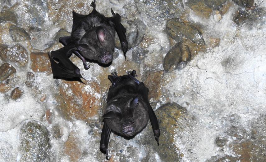 Individuals of great Himalayan leaf-nosed bat (Hipposideros armiger) roosting in a cave. © Basant Sharma.