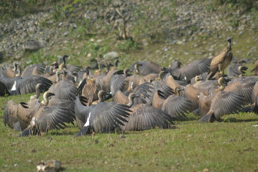 Vulture near Cow rescue center after carcass feed,  Kaski, Nepal. © Hemanta Dhakal