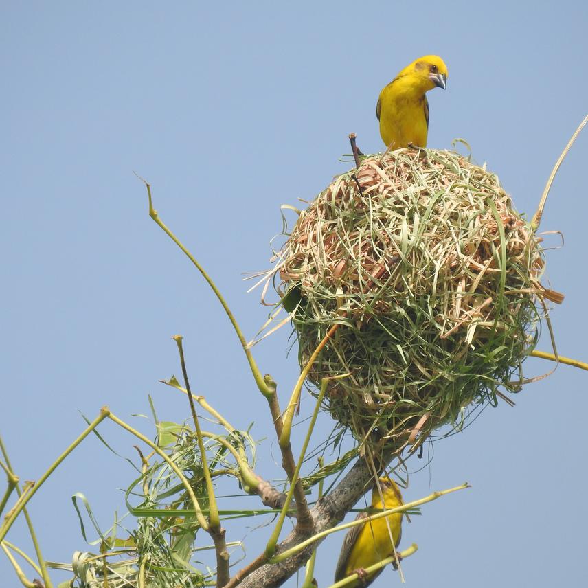 Finns Weaver (Male) guarding the nest and looking for female to approach © Simran Dhakal.