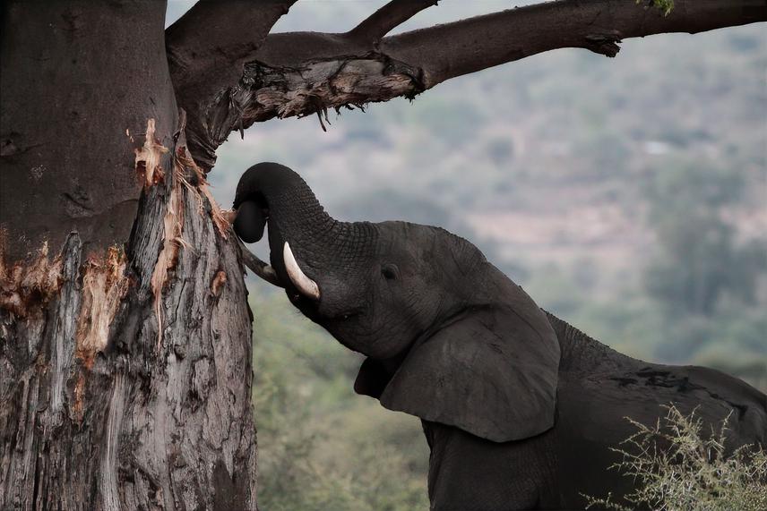 An elephant debarking a baobab tree at dusk. © Liam Taylor.