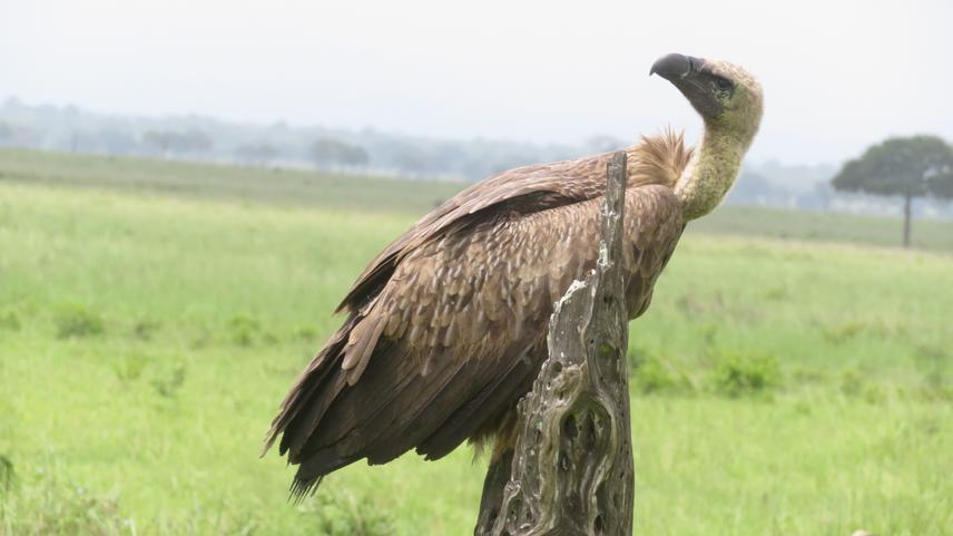 White- backed Vulture. © John Lyakurwa.