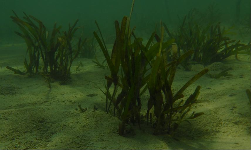 Transplanted seagrass after two months of transplantation by method-based sediment in Ranobe Bay, Southwest of Madagascar. © Beva Grilante, September, 2022.