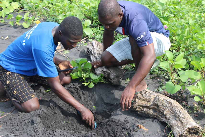 Cedrick Fogwan (left) and Guy Mengoue (right) measuring the temperature of a marine turtle’s nest.  © AMMCO