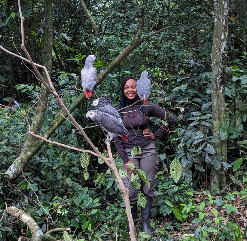 Rescued African grey parrots with from the Bolo Forest Clearing in the Lobéké National Park with Eco-guard Serika Modeste Aboungo who was part of the mission.. © Biloa Donatien/Conservator of the Lobéké National Park.