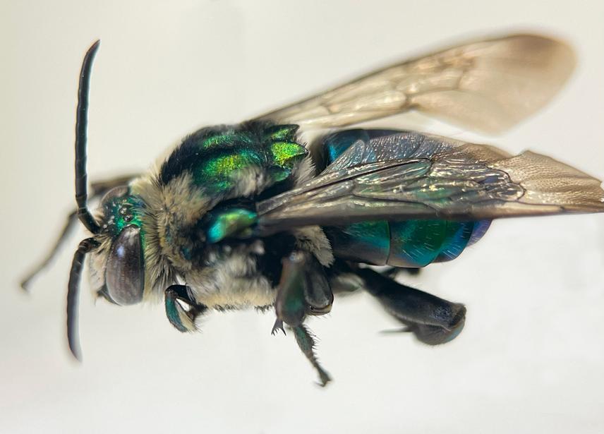 Wild bee of very rare detection, Ctenioschelus chalcodes. © Luis Mtz.