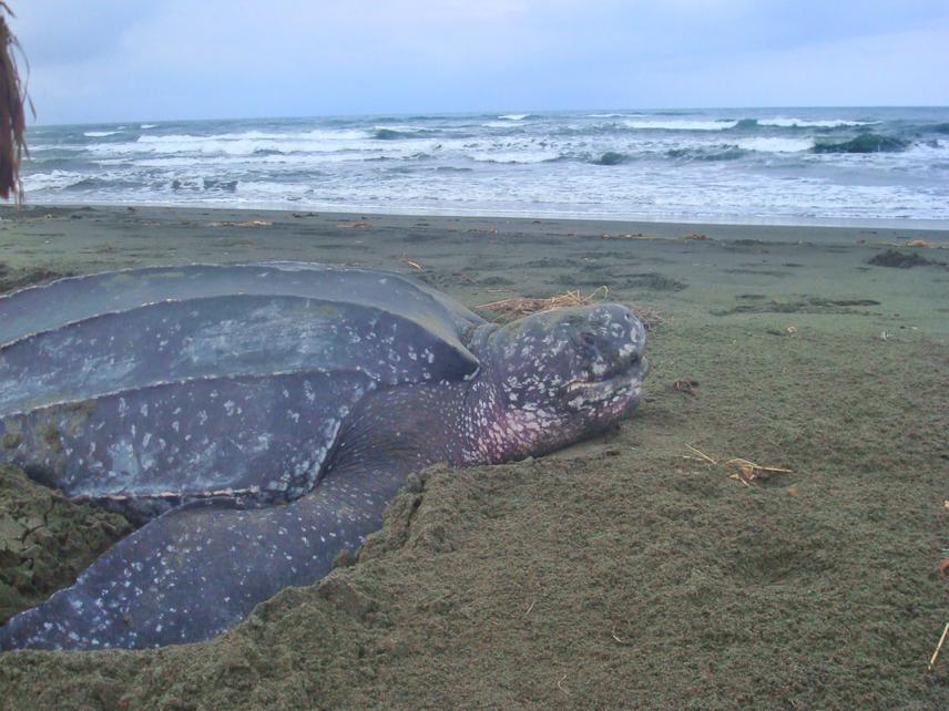Nesting leatherback turtles (Dermochelys coriacea) at Playa Soropta in Bocas del Toro, Panama. © Daniela Rojas-Cañizales.