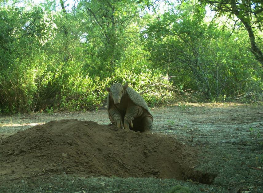 Giant armadillo photographed by a camera-trap during daylight. © Proyecto Tatú Carreta (Giant Armadillo Project – Argentina)