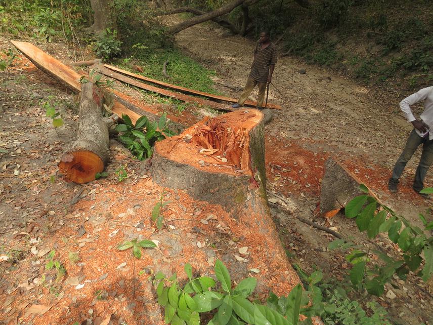 A tree of Detarium senegalense felled in a gallery forest in the Monts Kouffé reserve.© Hurgues Houenon.