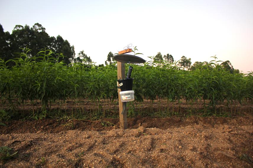 Light trap for nocturnal flying insects in peach orchards.