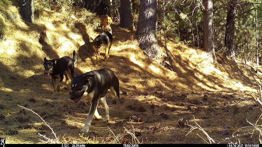 A pack of domestic dogs,  Nahuel Huapi National Park, Bariloche, Argentina. Photo taken by camera trap installed by Lucía Zamora.
