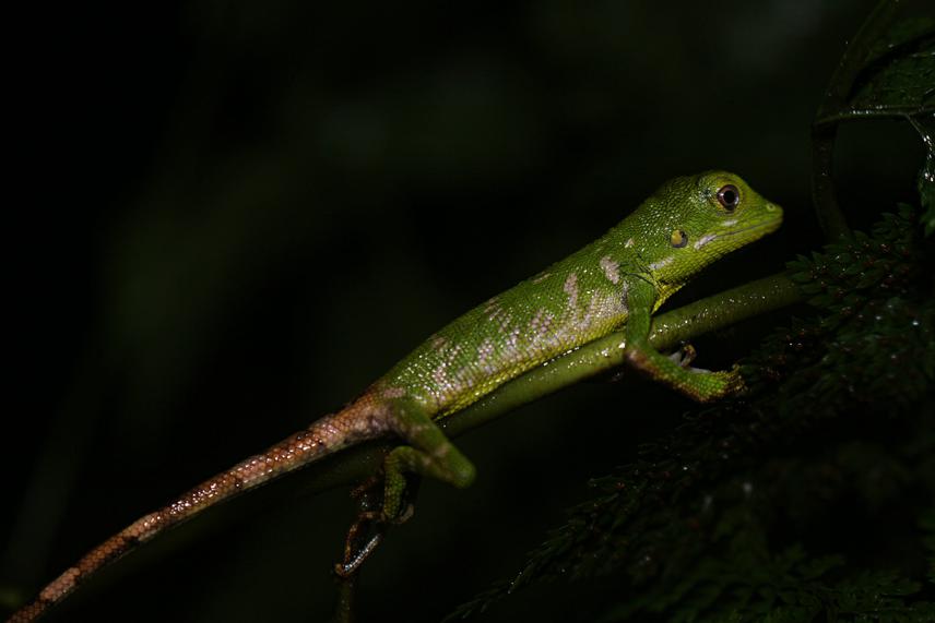A new species of green-crested lizard (Bronchocela sp.) found in the mossy forest of the KBA 196.