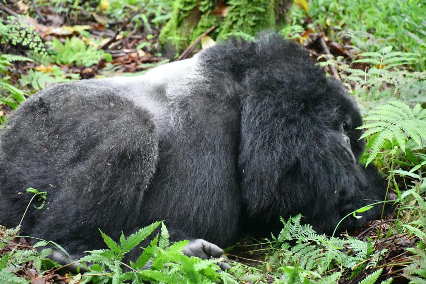 Silverback suffering from respiratory infection.  © Okwir Ricky Okello, Gorilla Doctors.