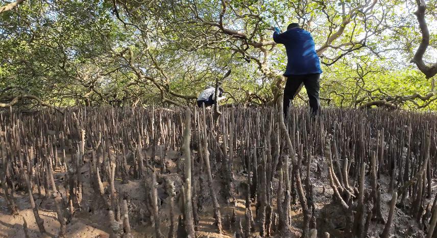 Mangrove forest with pencil-like roots that grow vertically up from the underground root system. The tangled growth of roots spread far and wide, providing anchors as well as a large surface area to absorb oxygen. © Nguyen Thanh Son, a member of our lab.