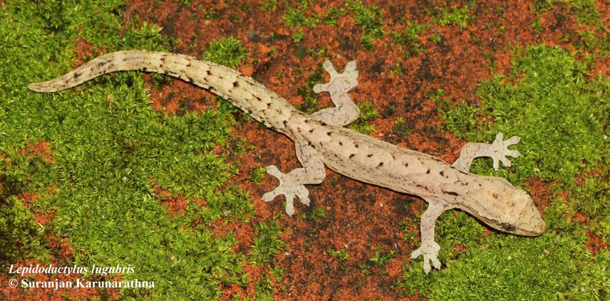 Lepidodactylus lugubris (Hambantota, Sri Lanka). © Suranjan Karunarathna.