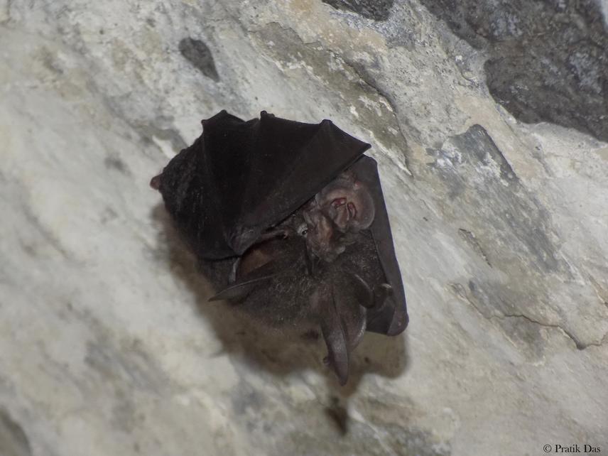 A Rhinolophus sp. roosting inside a defunct railway tunnel. The tunnel passes through the tropical forests of Borail Hills. The picture was taken early winter during my site selection survey. © P.C. Pratik Das.