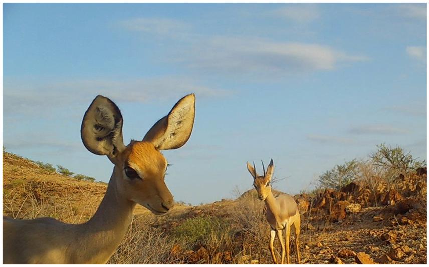 Two Beira antelopes (Dorcatragus megalotis) taken by camera trap during a survey conducted in the Aser-jog region in 2023. ©Astrid Lebatteux / Association DECAN, Djibouti.