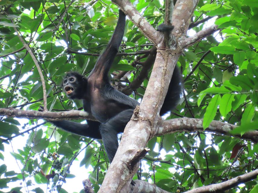 Individual Colombian black spider monkey (Ateles fusciceps) in the forests of one of our study sites. © Alma Hernández.
