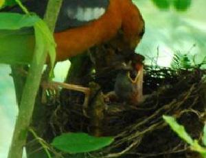 The Orange-Headed thrush feed the chick in its nest.
