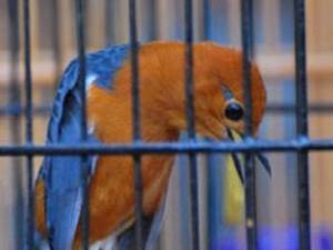The Orange-Headed thrush display.