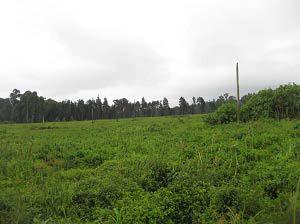 Open area in the Munessa forest which serves as a typical foraging ground.