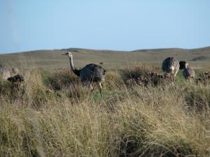 Ñandues (Rhea americana) - emblematic species of the pampean region- in a coastal dune grassland.