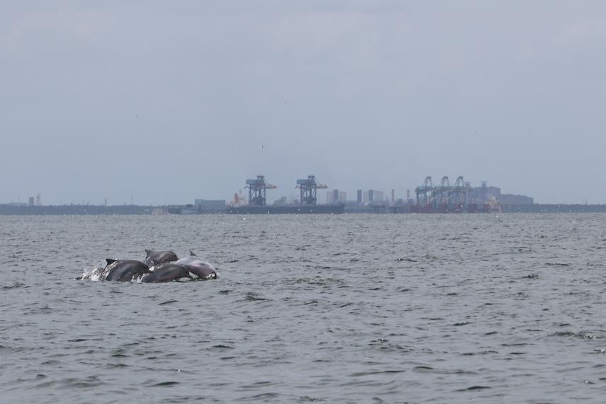 Port complexes often result in increasing water pollution. ©Guilherme Maricato/ECoMAR-UFRJ.