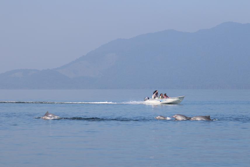 Boat activities can lead to strikes. ©Guilherme Maricato/ECoMAR-UFRJ.