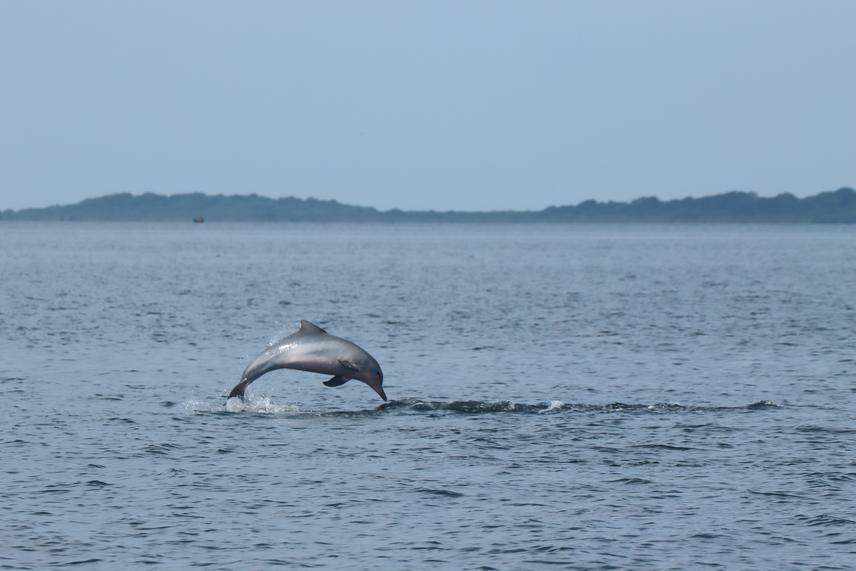 An individual Guiana dolphin performing a tail-out jump in Sepetiba Bay. ©Tom Cezimbra/ECoMAR-UFRJ.