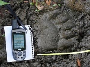 Bear track – a large animal foraging during the autumn season. The first GPS locations documenting bear presence in Zarand Mountains, Romania; September, 2010