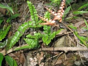 Climbing fern found in Nyungcung Hill.