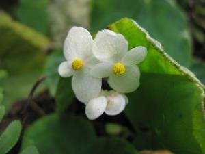 New species of Begonia found in Ciampea Limestone Hill.