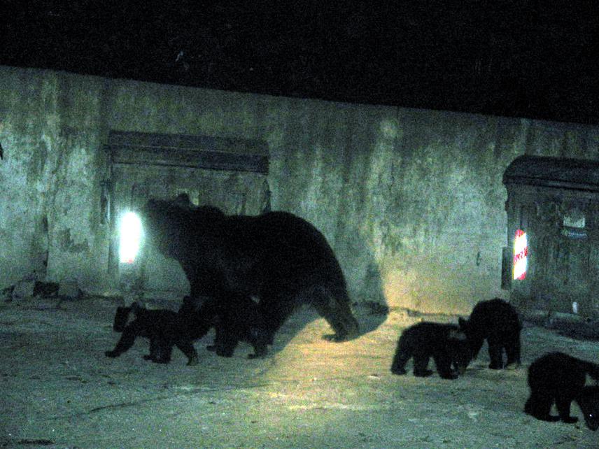 Bear female with five cubs.