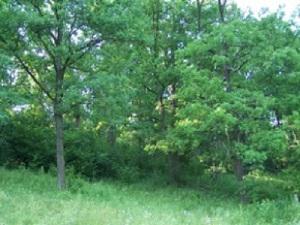 Potentillo albae-Quercetum oak forests.
