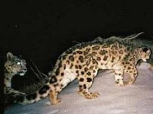 Two Observed Snow Leopards in Alatao Mountain during our field investigation in March 2009.