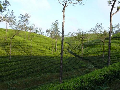 Active tea plantation with perch.
